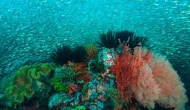 divewonderfulindonesia802.jpg