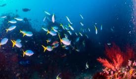 divewonderfulindonesia836.jpg