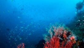 divewonderfulindonesia846.jpg