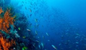 divewonderfulindonesia854.jpg