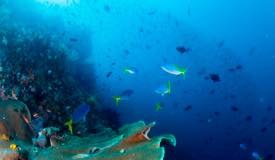 divewonderfulindonesia855.jpg