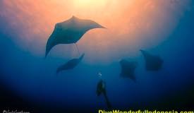 divewonderfulindonesia864.jpg