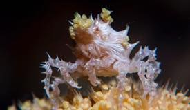 divewonderfulindonesia880.jpg