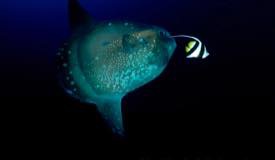 divewonderfulindonesia902.jpg