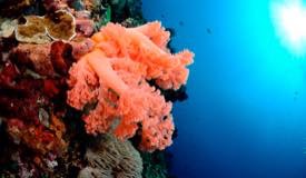 divewonderfulindonesia911.jpg