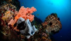 divewonderfulindonesia912.jpg