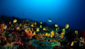 divewonderfulindonesia926.jpg