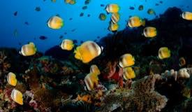 divewonderfulindonesia940.jpg