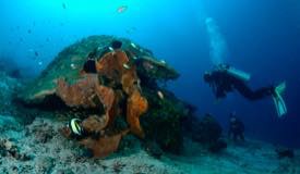 divewonderfulindonesia949.jpg