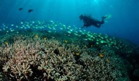 divewonderfulindonesia972.jpg