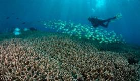divewonderfulindonesia973.jpg