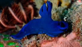 divewonderfulindonesia995.jpg