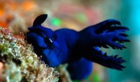 divewonderfulindonesia999.jpg